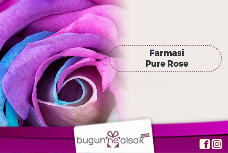 Pure Rose